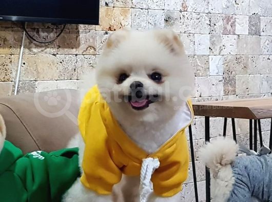 Beyaz Pomeranian Boo görsel