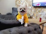 Beyaz Pomeranian Boo