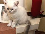Acill Britis Short Hair yavrumuza yuva arıyoruz