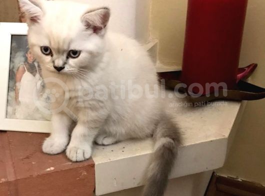 Acill Britis Short Hair Yavrumuza Yuva Arıyoruz