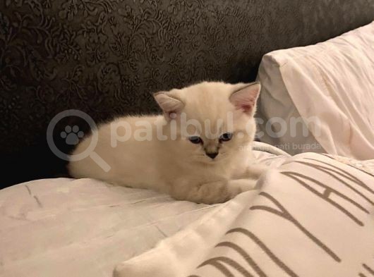 Acill Britis Short Hair Yavrumuza Yuva Arıyoruz görsel