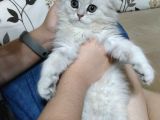 Özel Silver Scotish Yavrumuz
