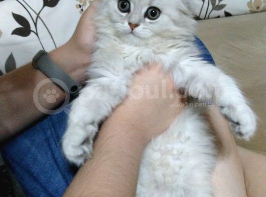 Özel Silver Scotish Yavrumuz