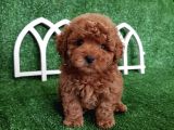 Irkının En İyisi A Kalite Irk Garantili Toy Poodle Yavrularımız