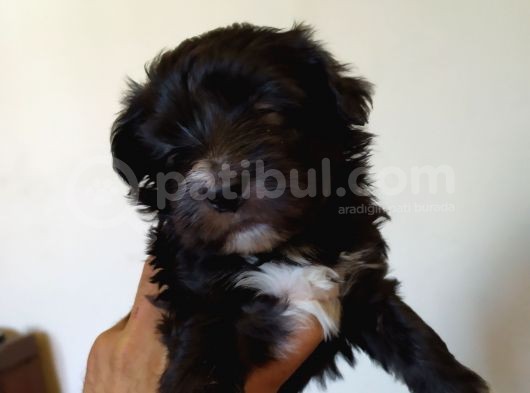 Terrier Yavrularimiz görsel