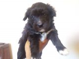Terrier Yavrularimiz