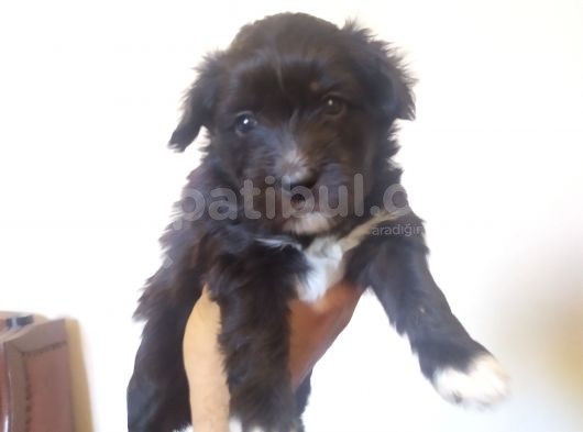 Terrier Yavrularimiz görsel
