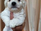 Terrier Yavrularimiz
