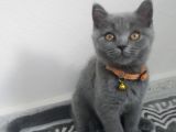 Safkan British Short Hair