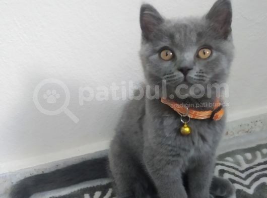 Safkan British Short Hair görsel