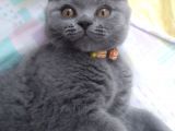 Safkan British Short Hair