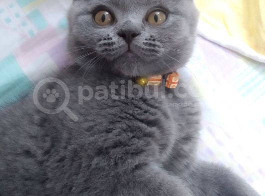 Safkan British Short Hair