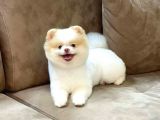 Party Color Pomeranian Boo