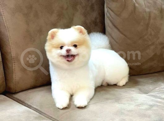 Party Color Pomeranian Boo