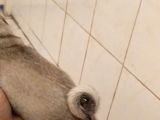 Pug Mops