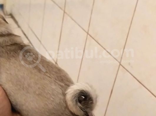 Pug Mops görsel