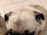 Pug Mops