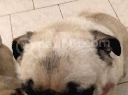 Pug Mops görsel