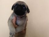 Pug Mops