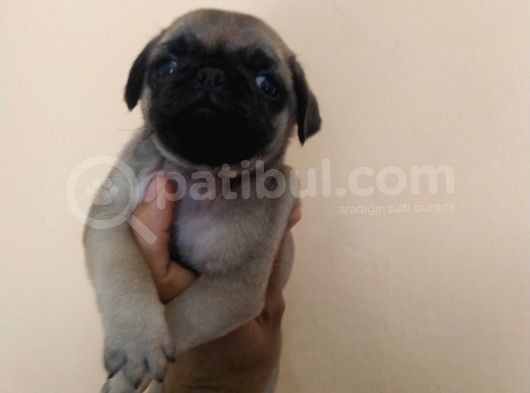 Pug Mops