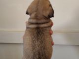 Pug Mops