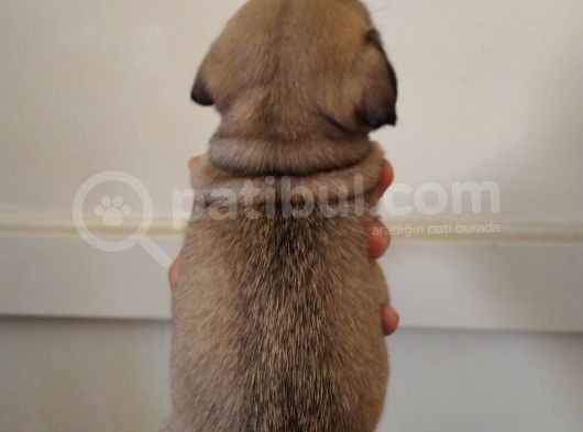 Pug Mops görsel