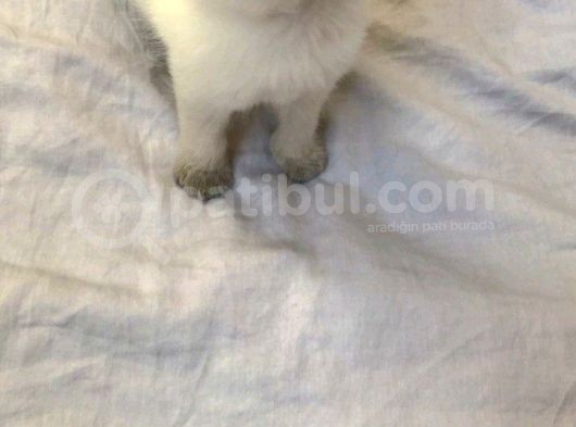Blue Point British Shorthair
