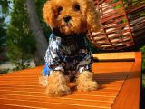 3 Aylık MiniBoy ToyPoodle Kızımız