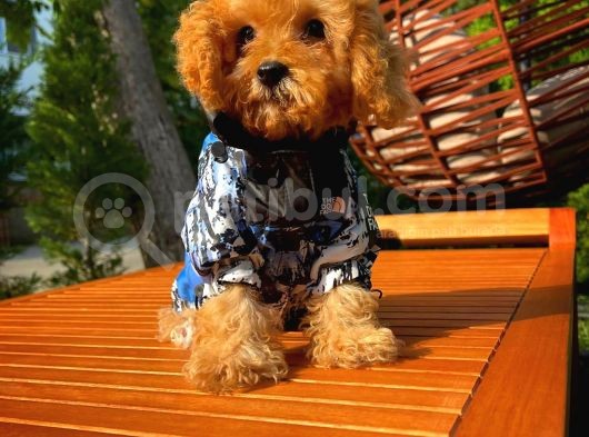 3 Aylık Miniboy Toypoodle Kızımız