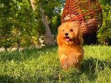 3 Aylık Miniboy Toypoodle Kızımız