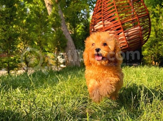 3 Aylık Miniboy Toypoodle Kızımız görsel