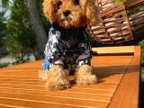 3 Aylık Miniboy Toypoodle Kızımız