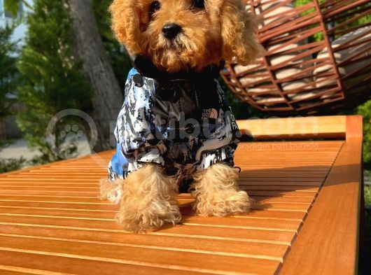 3 Aylık Miniboy Toypoodle Kızımız görsel