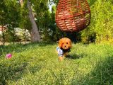3 Aylık Miniboy Toypoodle Kızımız