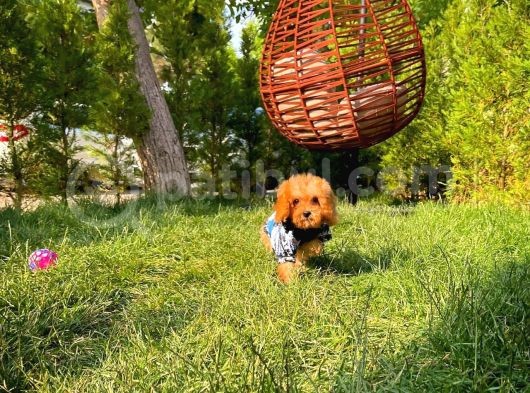 3 Aylık Miniboy Toypoodle Kızımız görsel
