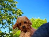 3 Aylık Miniboy Toypoodle Kızımız