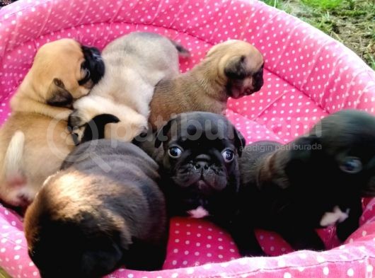 -2 Aylik Safkan Pug Mops-