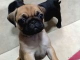 -2 Aylik Safkan Pug Mops-