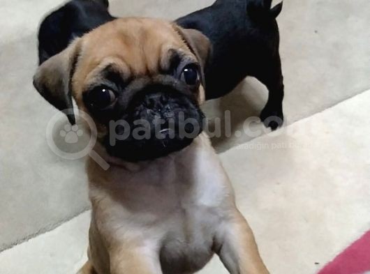 -2 Aylik Safkan Pug Mops- görsel