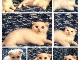 Scottish Fold Beyaz Tesli̇me Hazir Çok Özel Son 2 Yavru