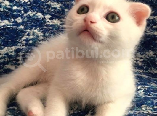 Scottish Fold Beyaz Tesli̇me Hazir Çok Özel Son 2 Yavru görsel