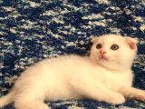 Scottish Fold Beyaz Tesli̇me Hazir Çok Özel Son 2 Yavru