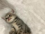 British Kedi Yavruları
