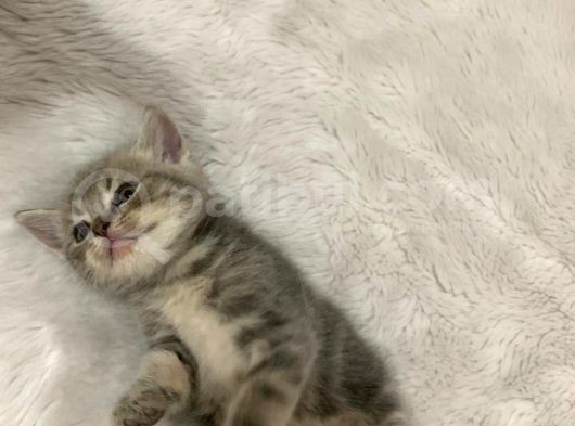 British Kedi Yavruları görsel