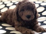 Bebek Surat Toy Poodle