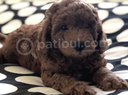 Bebek Surat Toy Poodle görsel