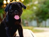 -2 Aylik Safkan Pug Mops-