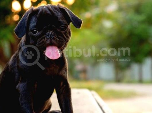-2 Aylik Safkan Pug Mops- görsel