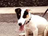 7 Aylık Dişi Jack Russel Irk Garantili Karneli