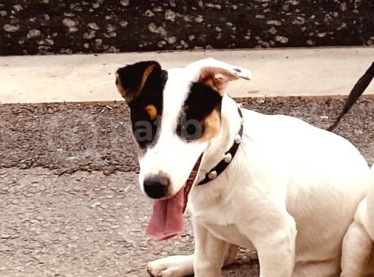 7 Aylık Dişi Jack Russel Irk Garantili Karneli görsel